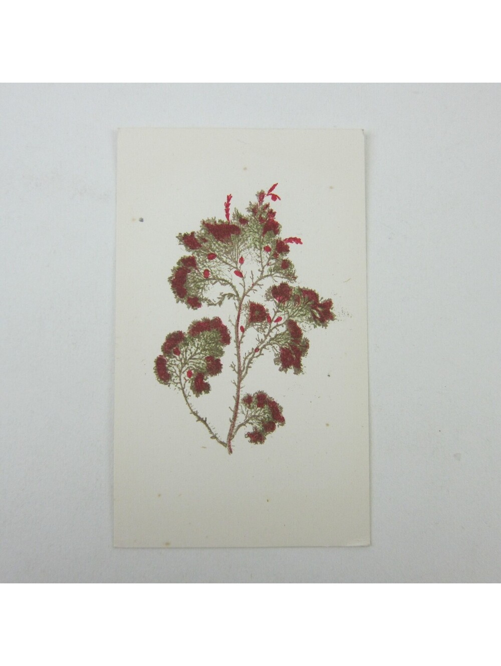Antique Art Print Seaweed Algae Marine Botanical Album Card Red & Green 3
